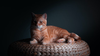 Cat basket table portrait animal - a black background in the background free wallpaper
