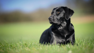 Black dog laying grass looking - a blurry background of the grass free wallpaper