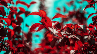 Red tree blue sky macro - a few cloud free wallpaper for desktop