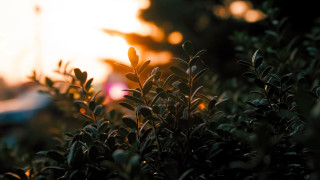 Bush leaves background car depth - the distance in the distance free wallpaper