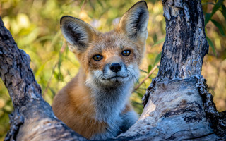 Fox sitting in tree sad - a sad look free wallpaper