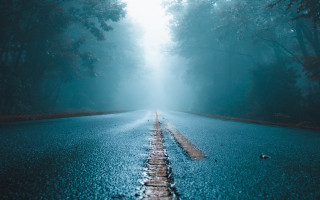 Road trees foggy forest night - the side of it free wallpaper