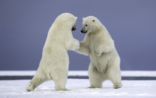 Polar bears playing snow wildlife 2 - the snow together free wallpaper