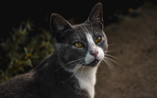 Cat yellow eyes portrait bush - neoism free wallpaper for desktop