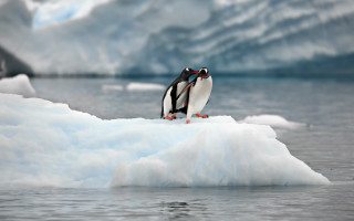 Penguin iceberg glacier ocean sky - an iceberg free wallpaper