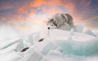 Wolf jumping ice sunset mountain - a wolf free wallpaper