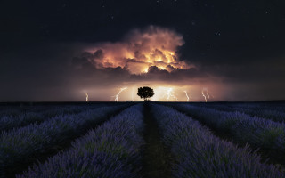 Lavender field tree lightning night - a surrealist painting free wallpaper