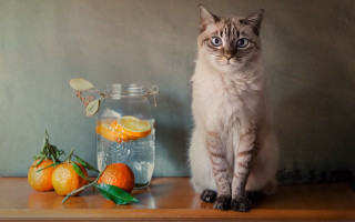Cat orange water glass stilllife - a glass of water free wallpaper