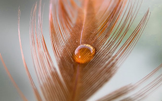 Water drop feather macro art - a drop of water free wallpaper for desktop