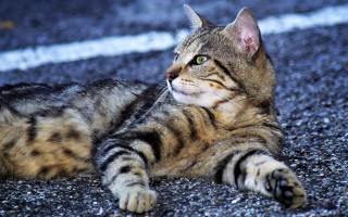 Cat laying upward outdoors realistic - the distance free wallpaper