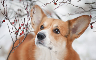 Dog berry tree autumn blurry - berry free wallpaper for desktop