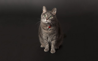 Cat collar greeneyes studio portrait - studio portrait free wallpaper