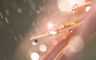 Plant water drops bug macro - a close up of a plant free wallpaper