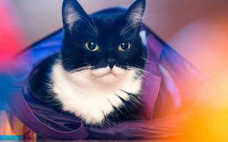 Black and white cat in - a bag free wallpaper