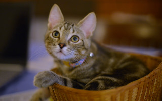 Cat basket smile blue eyes - its neck free wallpaper