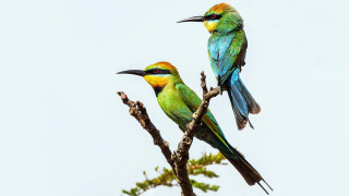 Colorful birds perched branch daylight - a white sky in the background free wallpaper
