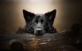 Dog log resting head neutral - neutral free wallpaper