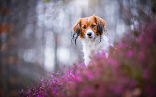Dog purple flower field woods - the background and a blurry background free wallpaper