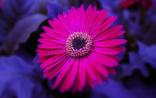 Pink flower purple center bokeh - a purple center free wallpaper