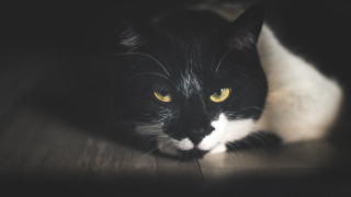Black white cat yellow eyes 20 - cat free wallpaper