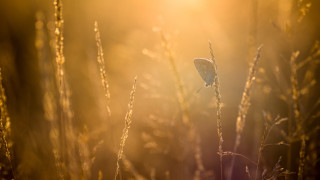 Butterfly tallgrass sunset cityscape mountain - soft light free wallpaper for desktop