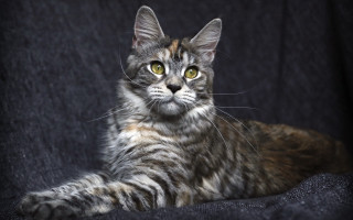 Cat regal yellow eyes rococo - a portrait free wallpaper for desktop