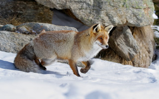 Fox snow rock formation dog - a fox free wallpaper