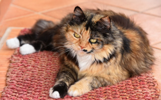 Cat sad yellow eyes rug - a rug free wallpaper