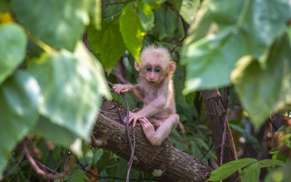 Monkey forest leaves blueeyes bokeh - a small monkey free wallpaper