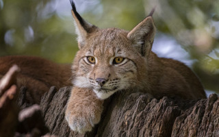 Lynx serious look tree stump - free cats wallpaper