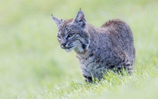 Cat grassy field nature photography - a grassy field free wallpaper for desktop