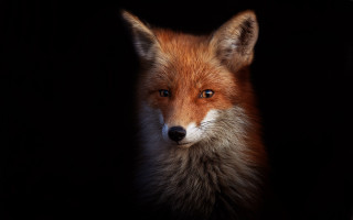 Fox portrait furry art light - a light shining free wallpaper for desktop