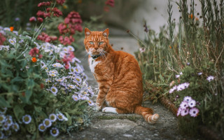 Surprised cat garden flowers bush - a cat free wallpaper