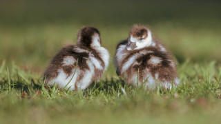 Two birds in grass sun - the grass together free wallpaper