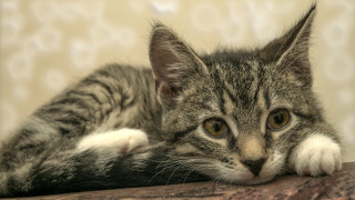 Cat couch pillow open eyes - the pillow free wallpaper