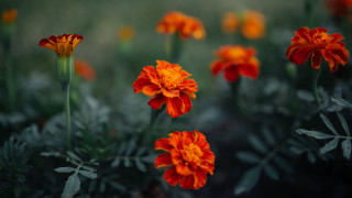 Orange flower blurry background butterfly - elinor proby adams free wallpaper