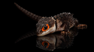 Small lizard orange eyes reflection - a small lizard free wallpaper