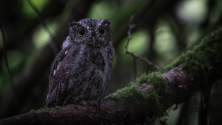 Small owl mossy branch forest - a small owl free wallpaper for desktop