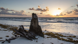 Tree stump beach sunset clouds - a tree stump free wallpaper for desktop