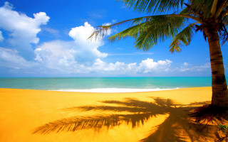 Palm tree shadow beach blue 8 - beach free wallpaper