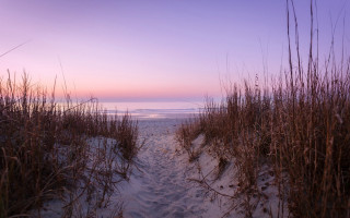 Beach path tall grass pink - side of it free wallpaper