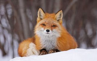 Red fox snow lying blurry - its chest free wallpaper