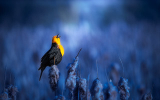 Yellow headed bird branch blue - yellow beak free wallpaper