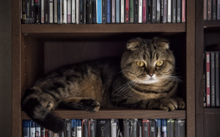 Cat shelf dvds library yellow - fluxus free wallpaper
