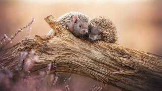 Hedgehogs cuddle lavender field sunset - the sunlight free wallpaper