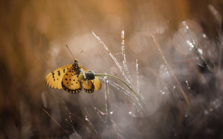 Butterfly grass rain dew macro - dew free wallpaper
