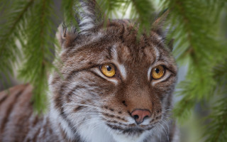 Cat yellow eyes tree branch 2 - a close up of a cat free wallpaper for desktop