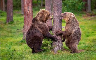 Brownbears playing woods nature outdoors - the wood together free wallpaper