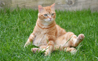 Sad cat grass outdoors blurry 2 - glamor pose free wallpaper for desktop