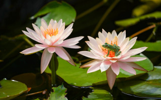 Pink water lilies frog pond - a pond of water lilies free wallpaper